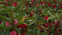 BUNGA pacar tembus Rp34 Ribu per Kilogram. Foto: ist BUNGA pacar tembus Rp34 Ribu per Kilogram. Foto: ist