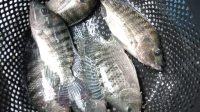 POTENSI produksi ikan air tawar masih tergolong rendah. Foto: ist POTENSI produksi ikan air tawar masih tergolong rendah. Foto: ist