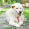 UPAYA Dinas PKP Bangli untuk menjaga anjing Kintamani dari serangan rabies, membuahkan hasil. Sejauh ini anjing kintamani di desa pembudidaya masih aman rabies. Foto: ist