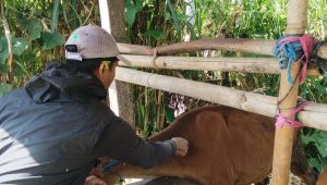 CAPAIAN vaksinasi penyakit mulut dan kuku (PMK) di Kabupaten Gianyar menunjukkan hasil menggembirakan. Hingga tahap I, realisasi vaksinasi mencapai 95,7%, menjadikannya sebagai yang tertinggi di Provinsi Bali. Foto: ist