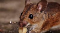 ANTISIPASI masuk dan menyebarnya Hantavirus warga diimbau untuk waspada terutama terhadap kotoran, urine dan air liur tikus yang terinfeksi. Foto: ist ANTISIPASI masuk dan menyebarnya Hantavirus warga diimbau untuk waspada terutama terhadap kotoran, urine dan air liur tikus yang terinfeksi. Foto: ist