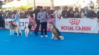 ANJING KINTAMANI KONTES anjing Kintamani di Anjungan Dermaga Kedisan, Kintamani, Sabtu (23/5/2026). Foto: ist