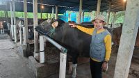 HEWAN kurban Presiden Prabowo Subianto pada Hari Raya Idul Adha tahun ini. Sapi bernama “Kliwon” milik I Kadek Astitiya (38) itu berasal dari kandang Silih Asih Farming. Foto: ist HEWAN kurban Presiden Prabowo Subianto pada Hari Raya Idul Adha tahun ini. Sapi bernama “Kliwon” milik I Kadek Astitiya (38) itu berasal dari kandang Silih Asih Farming. Foto: ist