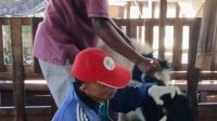 KAMBING untuk hewan kurban di Hari Raya Idul Adha. Foto: ist KAMBING untuk hewan kurban di Hari Raya Idul Adha. Foto: ist
