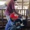 KAMBING untuk hewan kurban di Hari Raya Idul Adha. Foto: ist KAMBING untuk hewan kurban di Hari Raya Idul Adha. Foto: ist