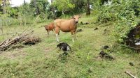 SETELAH dua ekor sapi milik warga di Desa Ababi, Abang, Karangasem hilang pada Sabtu (16/5/2026), peristiwa serupa terjadi di Banjar Dinas Lebah, Desa Datah, Kamis (21/5/2026). Foto: ist SETELAH dua ekor sapi milik warga di Desa Ababi, Abang, Karangasem hilang pada Sabtu (16/5/2026), peristiwa serupa terjadi di Banjar Dinas Lebah, Desa Datah, Kamis (21/5/2026). Foto: ist
