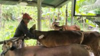 SAPI potong yang siap dikirim keluar Bali maupun dipotong untuk kebutuhan lokal. Foto: ist SAPI potong yang siap dikirim keluar Bali maupun dipotong untuk kebutuhan lokal. Foto: ist