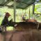 SAPI potong yang siap dikirim keluar Bali maupun dipotong untuk kebutuhan lokal. Foto: ist SAPI potong yang siap dikirim keluar Bali maupun dipotong untuk kebutuhan lokal. Foto: ist