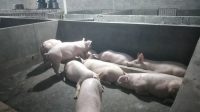 PENYAKIT streptococus menyerang ternak babi di wilayah Desa/Kecamatan Abang, Karangasem sepekan ini. Foto: ist PENYAKIT streptococus menyerang ternak babi di wilayah Desa/Kecamatan Abang, Karangasem sepekan ini. Foto: ist