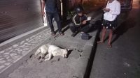 ANJING putih tergeletak di pinggir jalan seusai dieliminasi warga Banjar Kawan, Bangli, Senin (13/7/2026). Foto: ist ANJING putih tergeletak di pinggir jalan seusai dieliminasi warga Banjar Kawan, Bangli, Senin (13/7/2026). Foto: ist