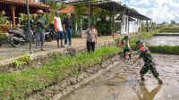 PELAKSANAAN Pertanian Modern–Advanced Agricultural System (PM-AAS) yang dirangkaikan dengan Gerakan Tanam Padi di hamparan sawah Subak Batuh Kaja, Desa Singakerta, Kecamatan Ubud, Senin (27/7/2026). Program ini mengandalkan sistem Tabela dengan potensi hasil panen mencapai 10 ton per hektar. Foto: ist PELAKSANAAN Pertanian Modern–Advanced Agricultural System (PM-AAS) yang dirangkaikan dengan Gerakan Tanam Padi di hamparan sawah Subak Batuh Kaja, Desa Singakerta, Kecamatan Ubud, Senin (27/7/2026). Program ini mengandalkan sistem Tabela dengan potensi hasil panen mencapai 10 ton per hektar. Foto: ist