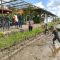 PELAKSANAAN Pertanian Modern–Advanced Agricultural System (PM-AAS) yang dirangkaikan dengan Gerakan Tanam Padi di hamparan sawah Subak Batuh Kaja, Desa Singakerta, Kecamatan Ubud, Senin (27/7/2026). Program ini mengandalkan sistem Tabela dengan potensi hasil panen mencapai 10 ton per hektar. Foto: ist PELAKSANAAN Pertanian Modern–Advanced Agricultural System (PM-AAS) yang dirangkaikan dengan Gerakan Tanam Padi di hamparan sawah Subak Batuh Kaja, Desa Singakerta, Kecamatan Ubud, Senin (27/7/2026). Program ini mengandalkan sistem Tabela dengan potensi hasil panen mencapai 10 ton per hektar. Foto: ist