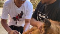 Petugas Dinas Kesehatan bersama OPD terkait PETUGAS Dinas Kesehatan bersama OPD terkait melakukan penanganan kasus gigitan hewan penular rabies (HPR), sekaligus mengintensifkan vaksinasi rabies pada hewan penular rabies di Kabupaten Gianyar. Foto: ist