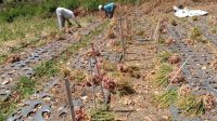 PEMASARAN bawang produksi petani Kaldera Gunung Batur, Kecamatan Kintamani, Bangli sekarang mulai menembus pemasaran di daerah Jawa. Foto: ist PEMASARAN bawang produksi petani Kaldera Gunung Batur, Kecamatan Kintamani, Bangli sekarang mulai menembus pemasaran di daerah Jawa. Foto: ist