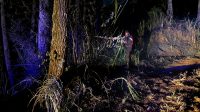 KAWASAN hutan di kawasan Subak Bayungan, Desa Sukawana, Kecamatan Kintamani, hangus terbakar pada Minggu (27/9/2026) malam. Foto: ist KAWASAN hutan di kawasan Subak Bayungan, Desa Sukawana, Kecamatan Kintamani, hangus terbakar pada Minggu (27/9/2026) malam. Foto: ist