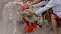 KRAMA menghaturkan persembahan wewalungan berupa kerbau, kambing, angsa, bebek, dan ayam sebagai wujud bhakti pembersihan serta penyucian alam semesta. Foto: ist KRAMA menghaturkan persembahan wewalungan berupa kerbau, kambing, angsa, bebek, dan ayam sebagai wujud bhakti pembersihan serta penyucian alam semesta. Foto: ist