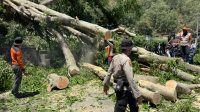 CUACA ekstrem disertai angin kencang melanda wilayah Kabupaten Bangli dan sekitarnya sepekan terakhir. Kondisi ini memicu pembatalan penyeberangan wisatawan di Danau Batur hingga insiden pohon tumbang yang memblokir akses jalan utama. Foto: ist CUACA ekstrem disertai angin kencang melanda wilayah Kabupaten Bangli dan sekitarnya sepekan terakhir. Kondisi ini memicu pembatalan penyeberangan wisatawan di Danau Batur hingga insiden pohon tumbang yang memblokir akses jalan utama. Foto: ist