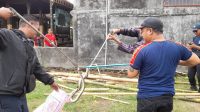 PETUGAS Dinas Pemadam Kebakaran dan Penyelamatan (Damkar) Kabupaten Bangli melakukan evakuasi seekor ular kobra sawah di rumah pribadi Bupati Bangli, Sang Nyoman Sedana Arta, di kawasan Perumahan LC Uma Aya, Kelurahan Bebalang, Bangli, Rabu (9/9/2026). Foto: ist PETUGAS Dinas Pemadam Kebakaran dan Penyelamatan (Damkar) Kabupaten Bangli melakukan evakuasi seekor ular kobra sawah di rumah pribadi Bupati Bangli, Sang Nyoman Sedana Arta, di kawasan Perumahan LC Uma Aya, Kelurahan Bebalang, Bangli, Rabu (9/9/2026). Foto: ist