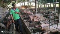 MESKI harga babi di Bali mengalami kenaikan hingga rata-rata Rp41 ribu per kilogram sejak dua minggu terakhir, peternak belum bisa menikmati keuntungan. Foto: ist MESKI harga babi di Bali mengalami kenaikan hingga rata-rata Rp41 ribu per kilogram sejak dua minggu terakhir, peternak belum bisa menikmati keuntungan. Foto: ist