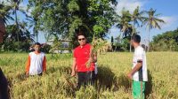 PERBEKEL DESA LEBIH PERBEKEL Desa Lebih menunjukkan padi organik yang dihasilkan di Subak Padang Lantang. Foto: ist
