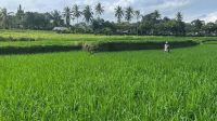 SAWAH KERING SAWAH di Gianyar terancam kekeringan karena musim kemarau. Foto: ist