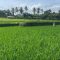 SAWAH KERING SAWAH di Gianyar terancam kekeringan karena musim kemarau. Foto: ist